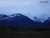 Argentine_Calafate