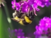 Macro_2