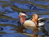 Canard mandarin