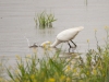 Grande-aigrette