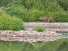 Renard-galeux