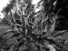 Arboretum-17