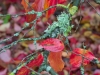 Arboretum-19