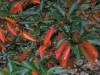 Arboretum-7
