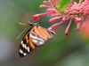 Serre papillons 18-14
