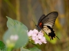 Serre papillons 18-19