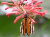Serre papillons 18-3