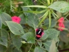 Serre papillons 18-37