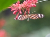 Serre papillons 18-53