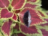Serre papillons 18-55