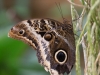 Serre papillons 18-7