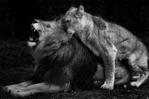 2 Le lion et sa lionne